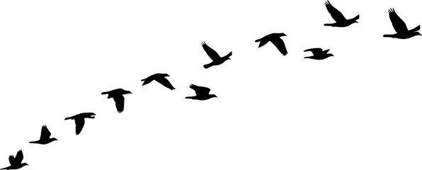 Flock of Birds Silhouette. Clipart image vector birds