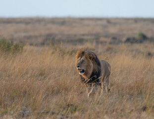 Masai Mara large male lion