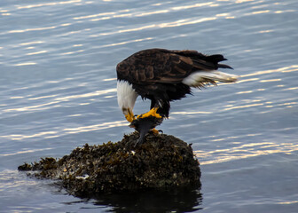 Bald eagle catching fish on a rocky outcrop during late afternoon in calm waters