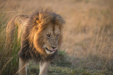 Portrait of a large male lion