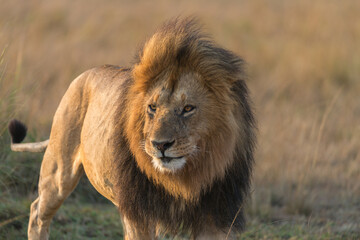 Obraz premium Large Male lion on the Masai Mara
