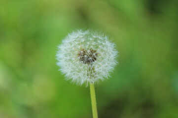 Dandelion flower on green background