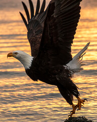 Bald eagle takes flight over shimmering water at sunset, showcasing strong wings and sharp features