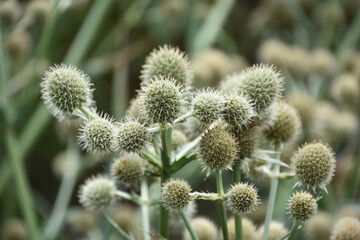 Obraz premium Flowering Globe Thistle Plant with Lots of Globes