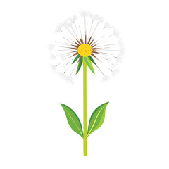 A very Simple flat 2D icon dandelion isolated on transparent background, vector, flat design, animation design, vector, flat design, animation design, simple flat 2D icon, minimalist design
