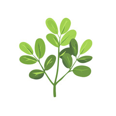 A very Simple flat 2D icon, A fenugreek leaves isolated on a transparent background, flat design, animation design, vector, flat design, animation design, simple flat 2D icon, minimalist design