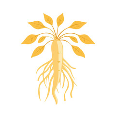 A Simple flat illustration ginseng motion graphic flat-design vector animation style, isolated in white background, 2D flat icon, logo	