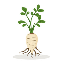 A Very Simple flat 2D icon of a marshmallow root  and branch isolated on a white background, vector, flat design, animation design, simple flat 2D icon, minimalist design, clipart design, EPS format