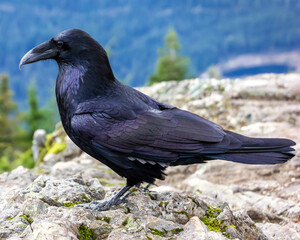 Black raven perched on rocky ledge with distant forest backdrop during daytime