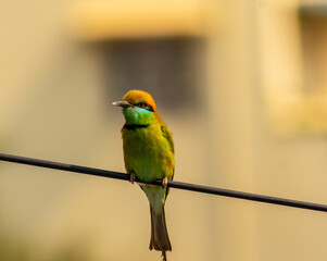 Chestnut-headed Bee-eater Bird