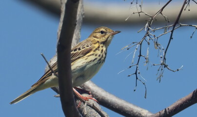 Tree pipit on branch (Anthus trivialis), birds of Montenegro
