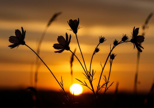 Wildflower silhouettes against a glowing orange sunset sky.