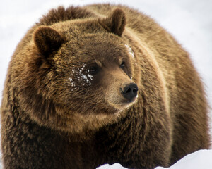 Grizzly bear exploring snowy terrain in a natural habitat during winter season