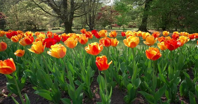 A journey through the colours of tulips in spring