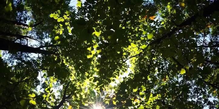 Sunlit Forest Tranquility. Generative AI