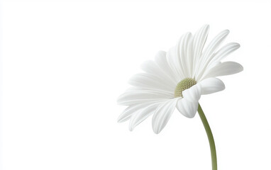 Simple White Flower with Soft Petals Isolated on white background.
