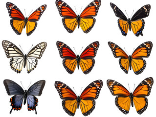 Obraz premium monarch butterflies set