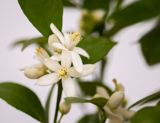 Flor de azahar o naranjo