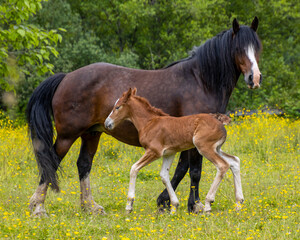 Fototapeta premium Mare and foal bonding in a lush green meadow during springtime serenity