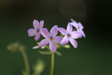 Phlox Stolonifera (Kriechender Phlox) im Garten