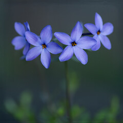Phlox Stolonifera (Kriechender Phlox) im Garten