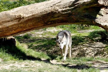 loup