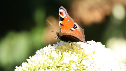 Peacock butterfly on leaf, in a garden