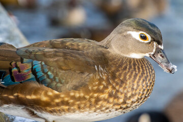 Uncommon wood duck perched near a tranquil pond in winter, showcasing vibrant plumage and distinctive features
