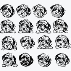 Obraz premium Mini Aussiedoodle Dog Svg Files For Cricut, Poodle Mix Breed Clipart, Cute Puppy Color Vector Art Download, Grey Red Face Head Paws Peeking