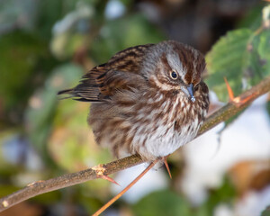 Brown sparrow perched on a branch surrounded by green leaves in a snowy landscape during winter