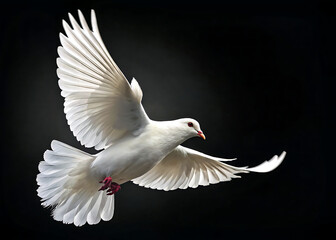 Obraz premium white dove in flight, Dove in Flight Isolated on Black Background