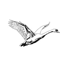 Graceful Swan in Flight Black and White Illustration