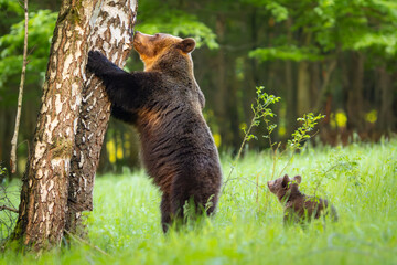 Fototapeta premium Brown bear mother standing against a birch tree in a green meadow, with her cub watching nearby. Wildlife scene in spring forest, symbolizing care and nature.