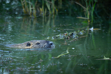 European Beaver Swimming in Pond, Close-up Wildlife Scene, Castor Fiber in Natural Habitat, Calm Water, Nature Photography