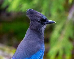 Striking stellar blue jay perched gracefully among lush greenery in a natural habitat