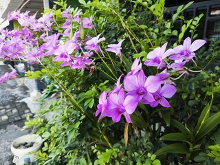 Vibrant Purple flowers in a Tropical Home Garden