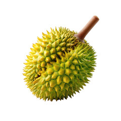 Durian harvesting event tropical regions food natural environment close-up view exotic fruit insights