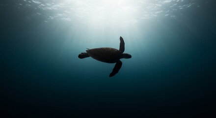 Fototapeta premium Sea Turtle Swimming Underwater