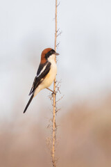 A woodchat shrike (Lanius senator) perched on a dry stem in a coastal meadow, photographed in natural light during spring migration in Italy.