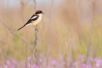 A woodchat shrike (Lanius senator) perched on a dry stem in a coastal meadow, photographed in natural light during spring migration in Italy.