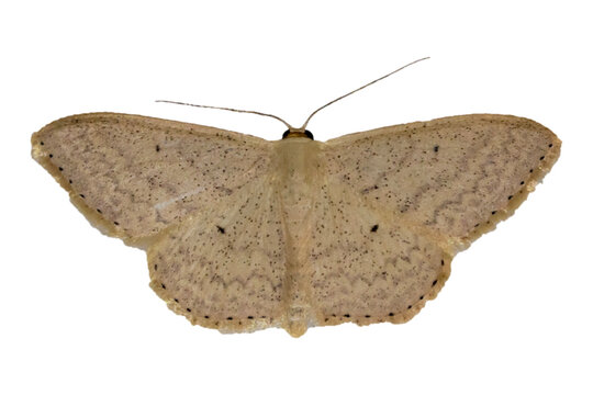 Varied Wave Moth - Scopula optivata - isolated on transparent background