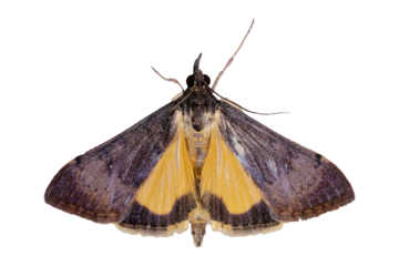 Tree Lucerne Moth - Uresiphita ornithopteralis - isolated on transparent background