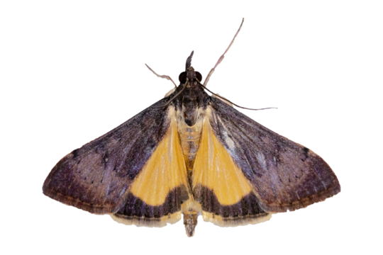 Tree Lucerne Moth - Uresiphita ornithopteralis - isolated on transparent background