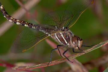 Blue-spotted Hawker - Adversaeschna brevistyla - dragonfly side profile in natural habitat
