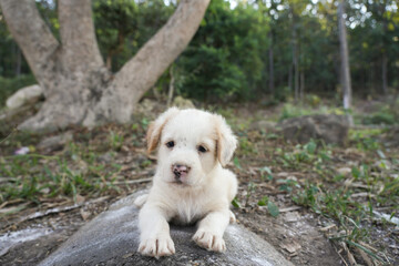 White puppies born in cement drain under road, white dog gives birth in a drainpipe under a road.