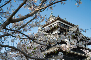 Fototapeta premium 桜が満開な島根県松江市の国宝松江城