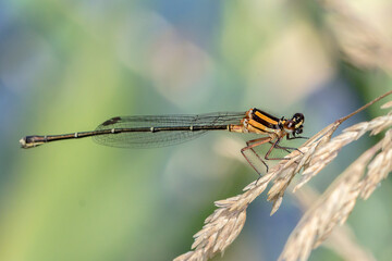Orange Threadtail - Nososticta solida - perched damselfly on dry grass