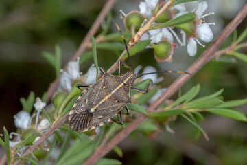Omyta centrolineata - stink bug perched on native flowering plant