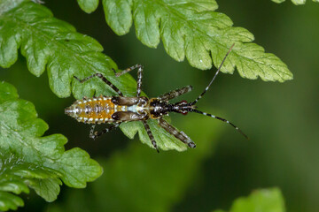Assassin Bug Nymph - Tribe Dicrotelini - top view on green leaf