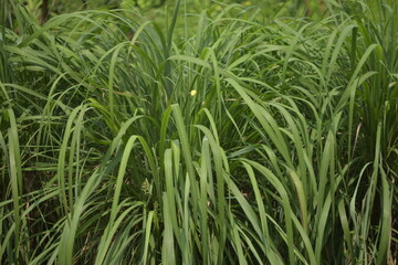 lemongrass leaves, Lemongrass plants are used as herbal medicine